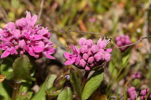 Plectritis congesta